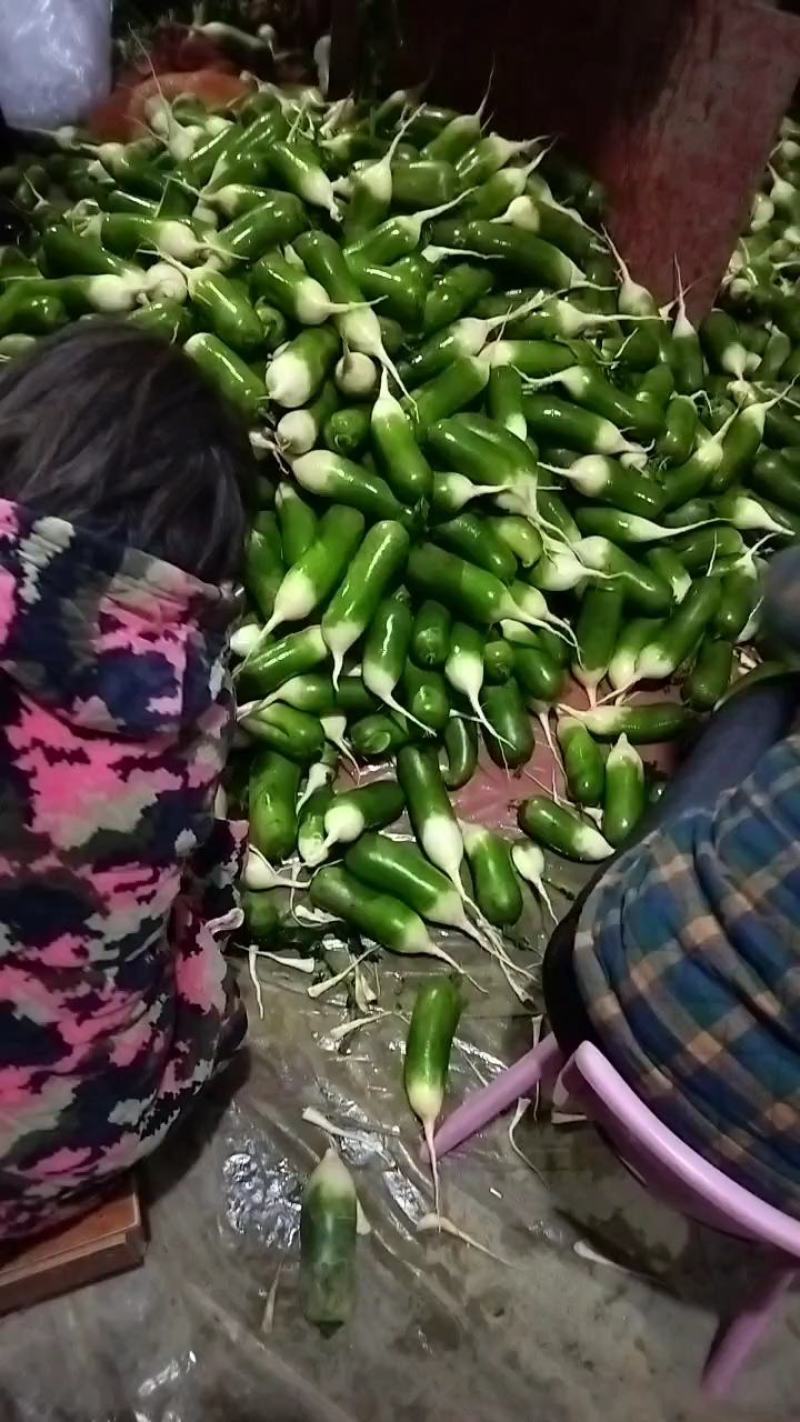周口水果萝卜基地直销，保证质量，各种包装，可水洗