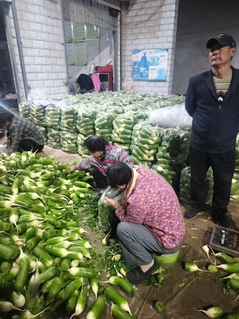 周口水果萝卜基地直销，保证质量，各种包装，可水洗