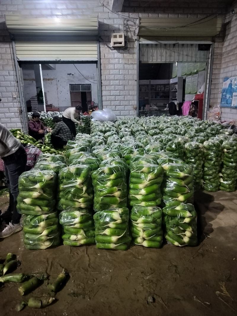周口水果萝卜基地直销，保证质量，各种包装，可水洗