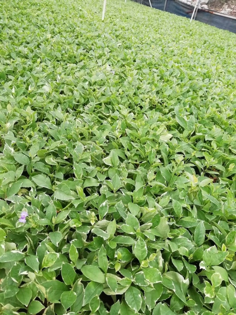 种苗育苗泥炭土辣椒苗