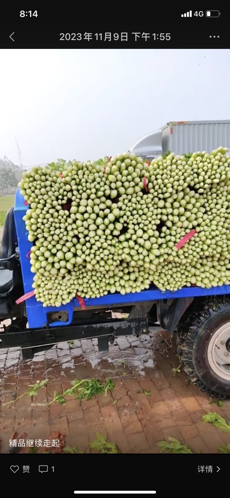 河南芹菜西芹万亩蔬菜大棚基地规格齐全全天供应