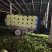 河南芹菜西芹万亩蔬菜大棚基地规格齐全全天供应