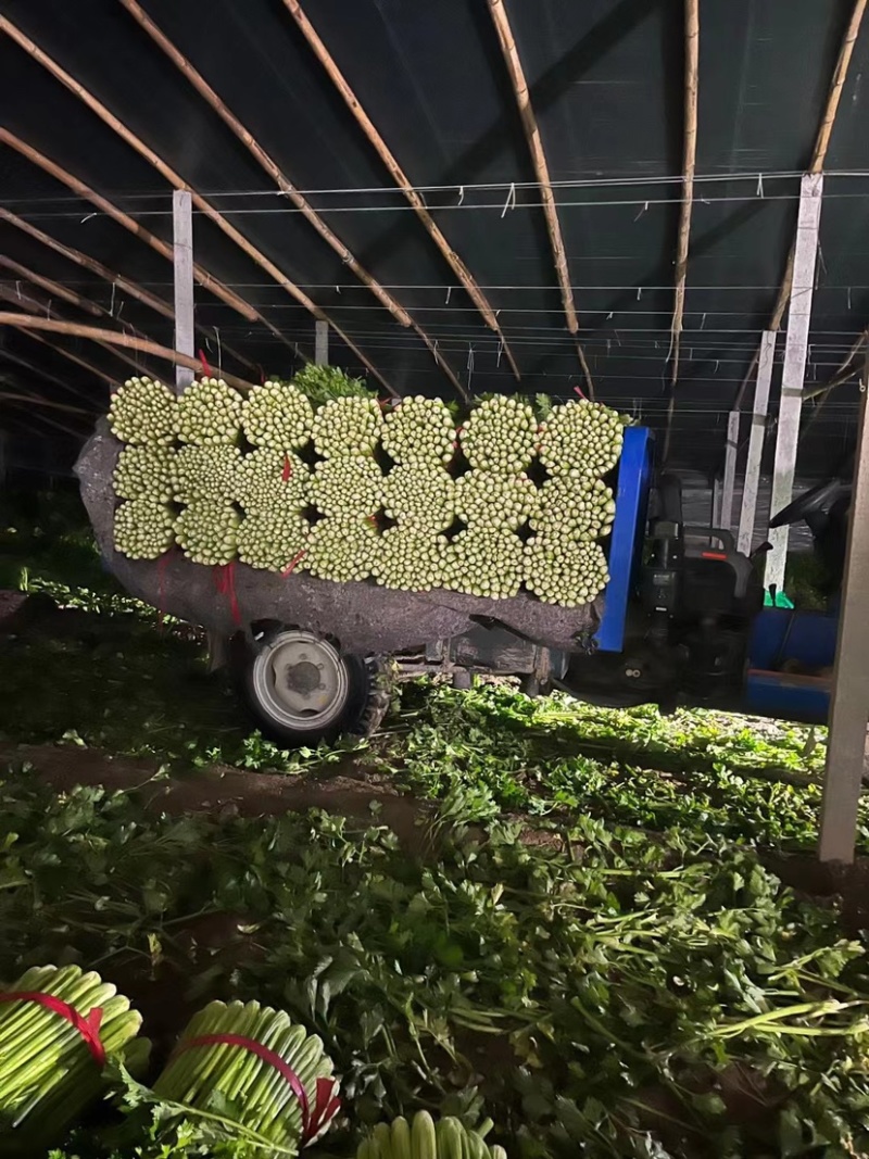 河南芹菜西芹万亩蔬菜大棚基地规格齐全全天供应
