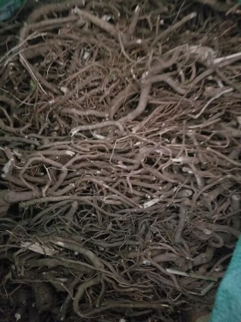 八爪金龙，朱砂根，产地一手货源