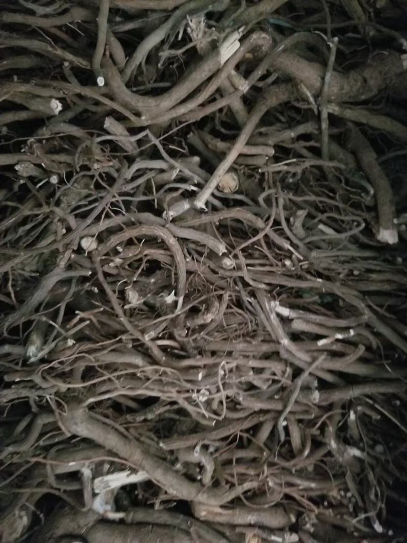 八爪金龙，朱砂根，产地一手货源