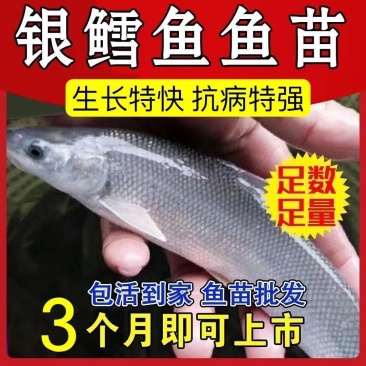 优质淡水银鳕鱼苗大鳞鲃鱼苗淡水鱼苗观赏鱼高档鱼苗包邮包活
