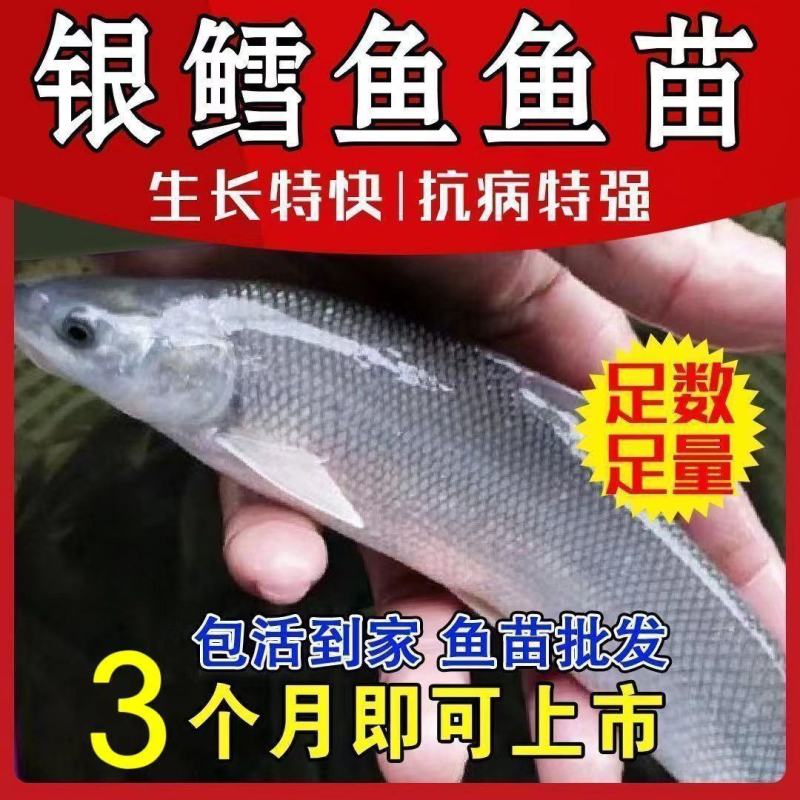 优质淡水银鳕鱼苗大鳞鲃鱼苗淡水鱼苗观赏鱼高档鱼苗包邮包活