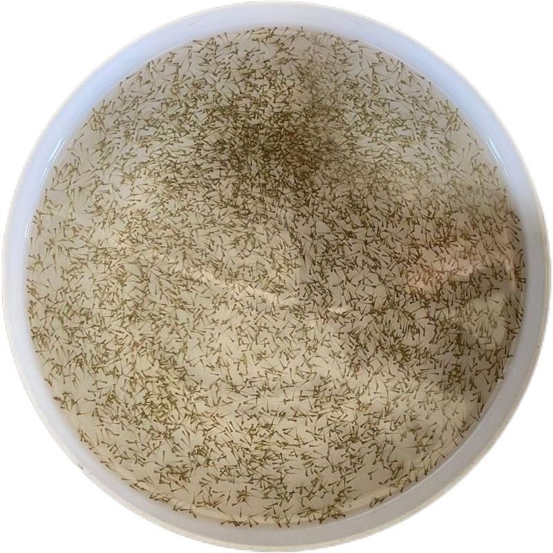 水花鱼苗，各种淡水水花鱼苗，养殖基地直发，包养殖技术