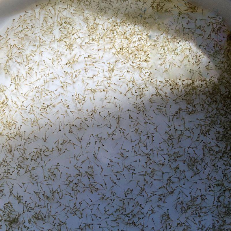 水花鱼苗，各种淡水水花鱼苗，养殖基地直发，包养殖技术