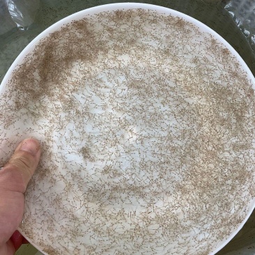 水花鱼苗，各种淡水水花鱼苗，养殖基地直发，包养殖技术