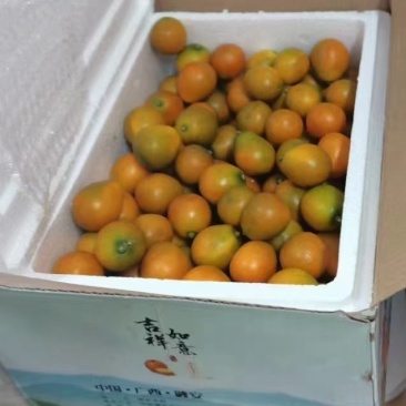 融安滑皮金桔，国家地理标志特产，纯甜无酸，老少皆宜
