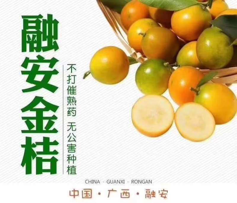 融安滑皮金桔，国家地理标志特产，纯甜无酸，老少皆宜