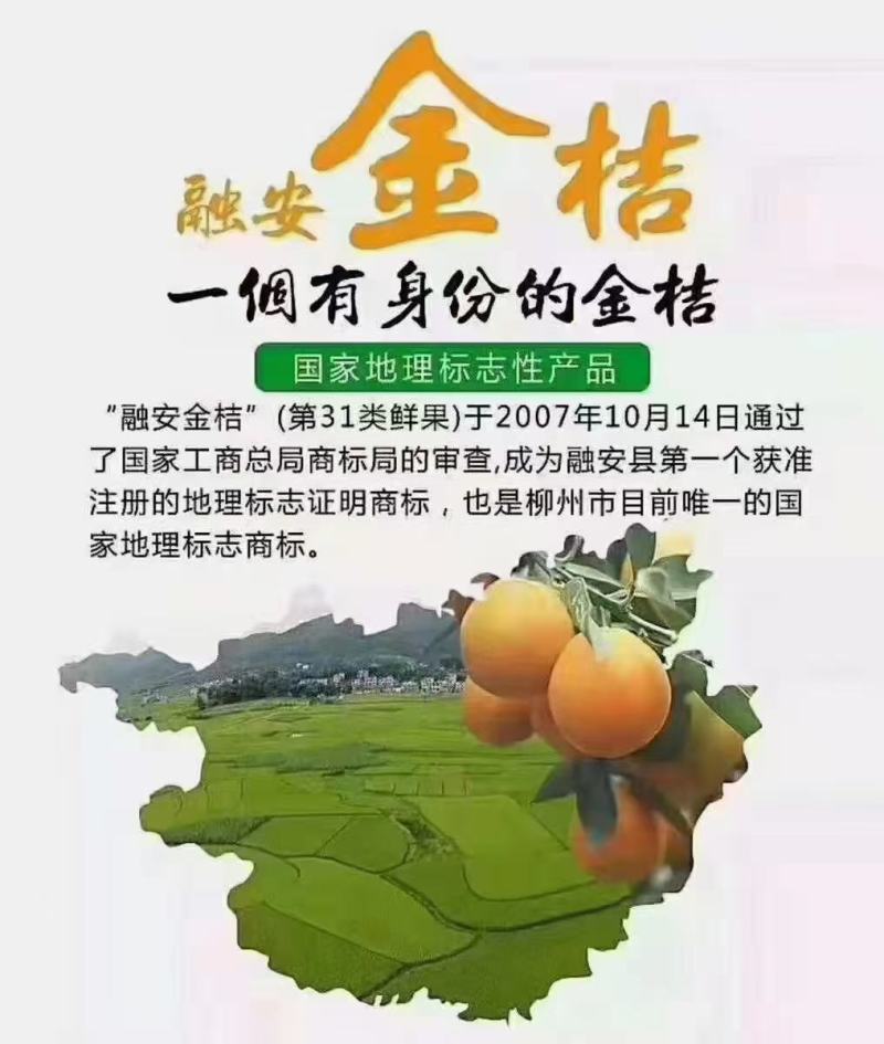 融安滑皮金桔，国家地理标志特产，纯甜无酸，老少皆宜