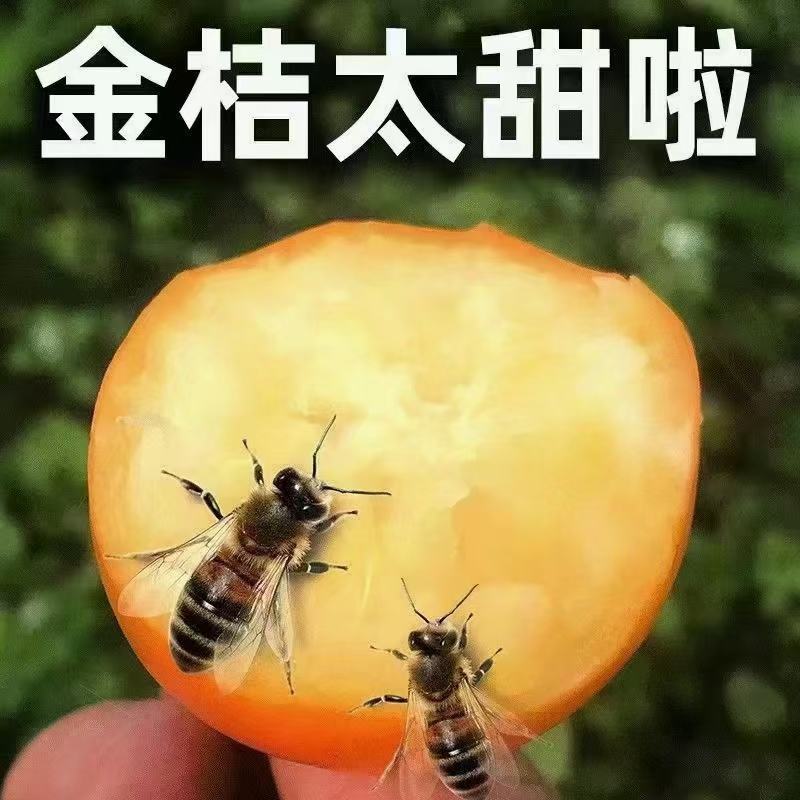 融安滑皮金桔，国家地理标志特产，纯甜无酸，老少皆宜