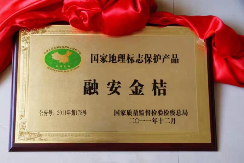 融安滑皮金桔，国家地理标志特产，纯甜无酸，老少皆宜