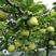 翠冠梨，嫁接翠冠梨苗，早熟品种，六月下旬成熟一手货源