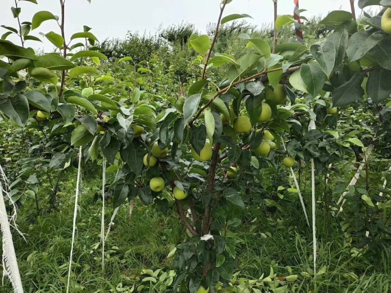 翠冠梨，嫁接翠冠梨苗，早熟品种，六月下旬成熟一手货源