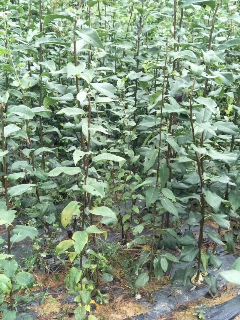 翠冠梨，嫁接翠冠梨苗，早熟品种，六月下旬成熟一手货源