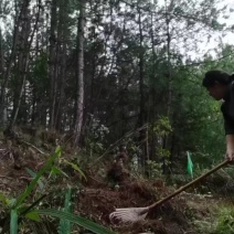 大量松针，松毛出售