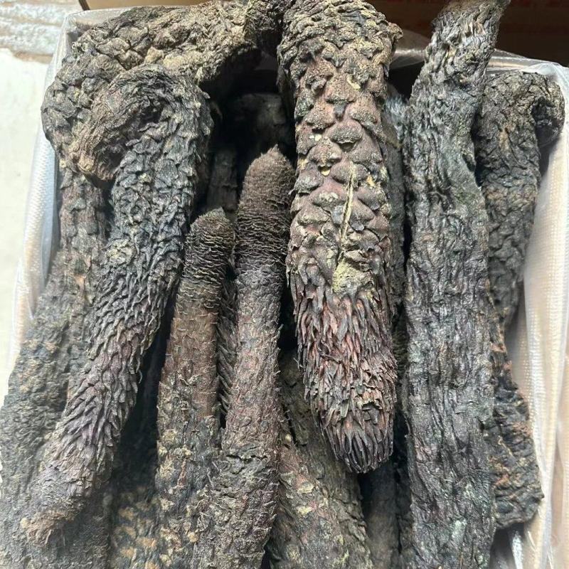 野生肉苁蓉新疆野生肉苁蓉批发好价长期合作