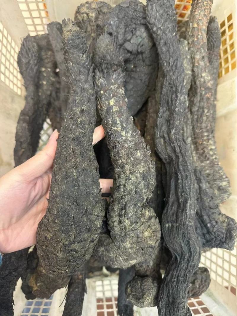 野生肉苁蓉新疆野生肉苁蓉批发好价长期合作