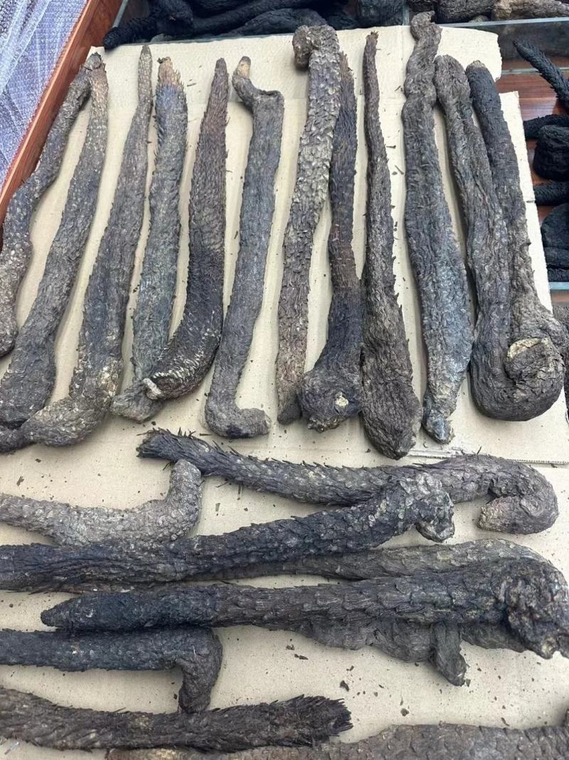 野生肉苁蓉新疆野生肉苁蓉批发好价长期合作