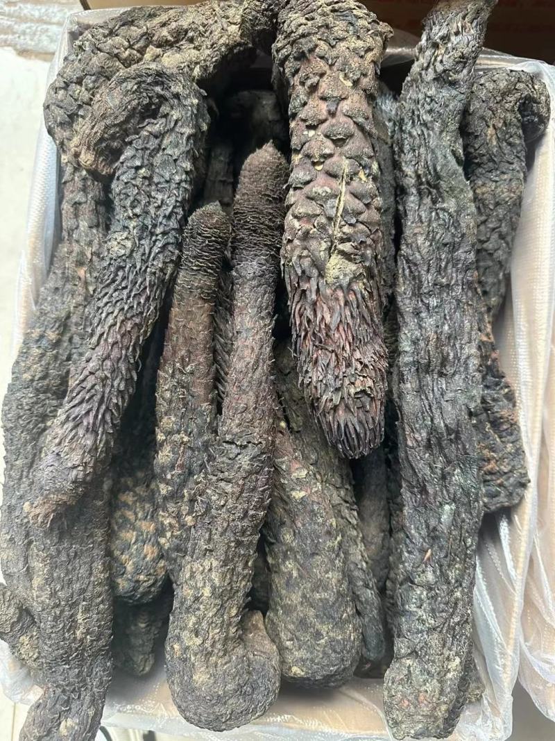 野生肉苁蓉新疆野生肉苁蓉批发好价长期合作