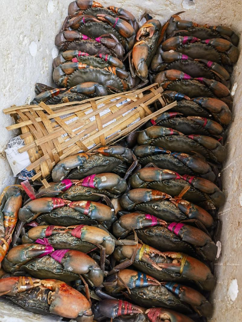 【推荐】缅甸青蟹孟加拉蟹鲜活批发肉蟹膏蟹常年供货