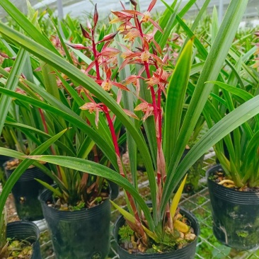 墨兰幸姬浓香型红花年宵花卉好养易花品种（量大从优）