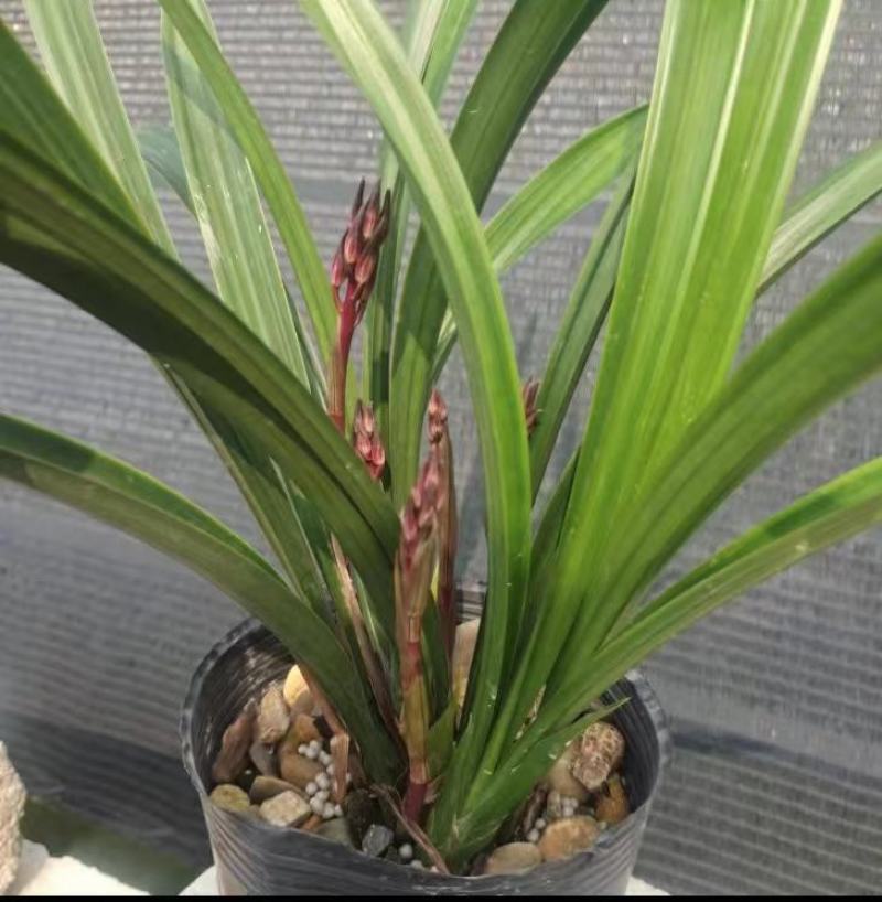 墨兰幸姬浓香型红花年宵花卉好养易花品种（量大从优）