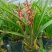 墨兰幸姬浓香型红花年宵花卉好养易花品种（量大从优）