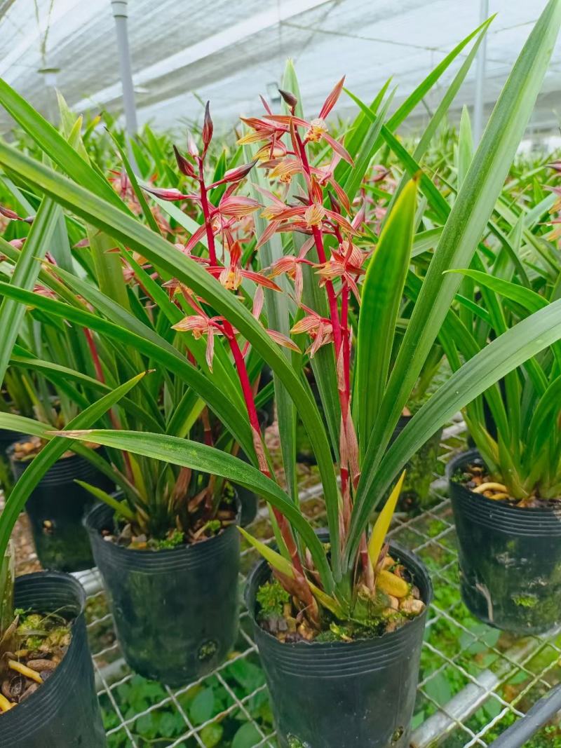 墨兰幸姬浓香型红花年宵花卉好养易花品种（量大从优）