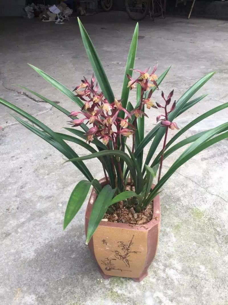 墨兰幸姬浓香型红花年宵花卉好养易花品种（量大从优）