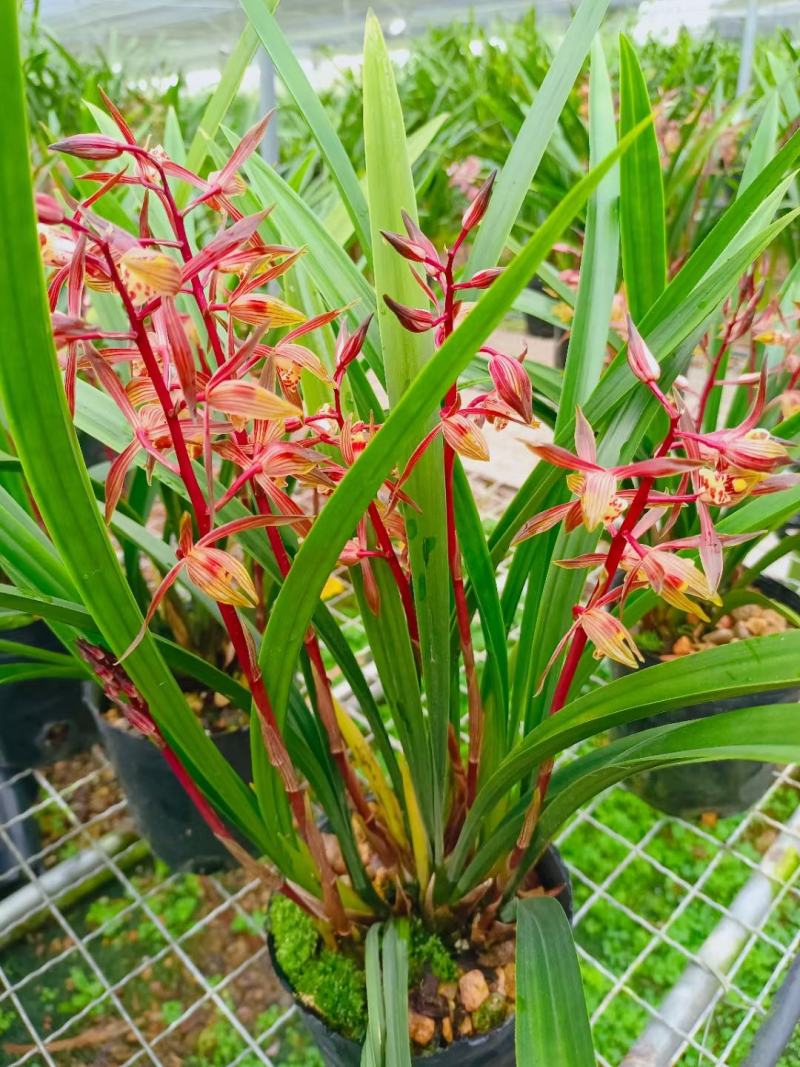 墨兰幸姬浓香型红花年宵花卉好养易花品种（量大从优）