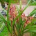 墨兰幸姬浓香型红花年宵花卉好养易花品种（量大从优）