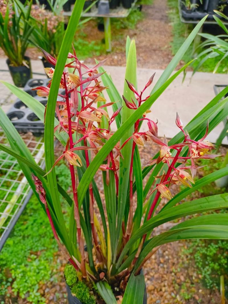 墨兰幸姬浓香型红花年宵花卉好养易花品种（量大从优）