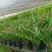 墨兰幸姬浓香型红花年宵花卉好养易花品种（量大从优）