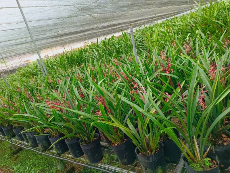 墨兰幸姬浓香型红花年宵花卉好养易花品种（量大从优）