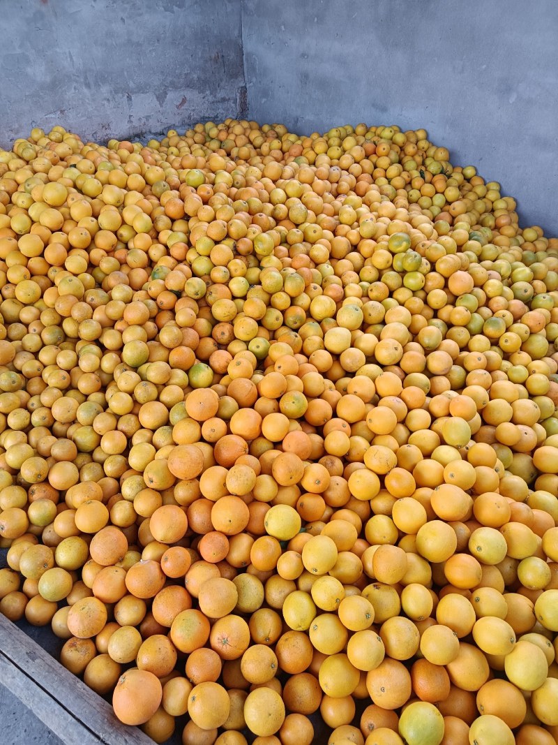 脐橙万州脐橙大量上市质量好口感甜