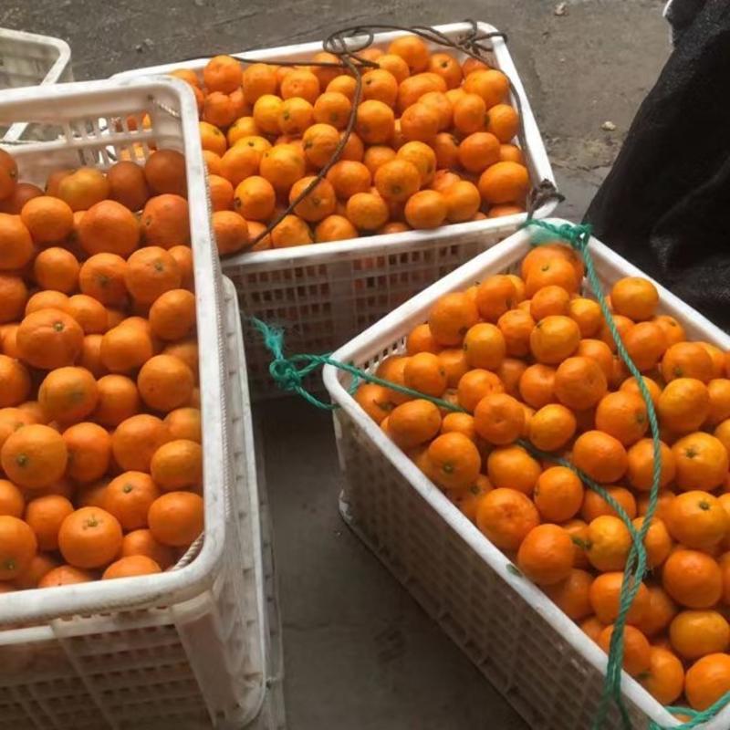 高山涌泉蜜橘，大量供货，欢迎来电，望老板们前来考察