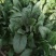 大叶菠菜