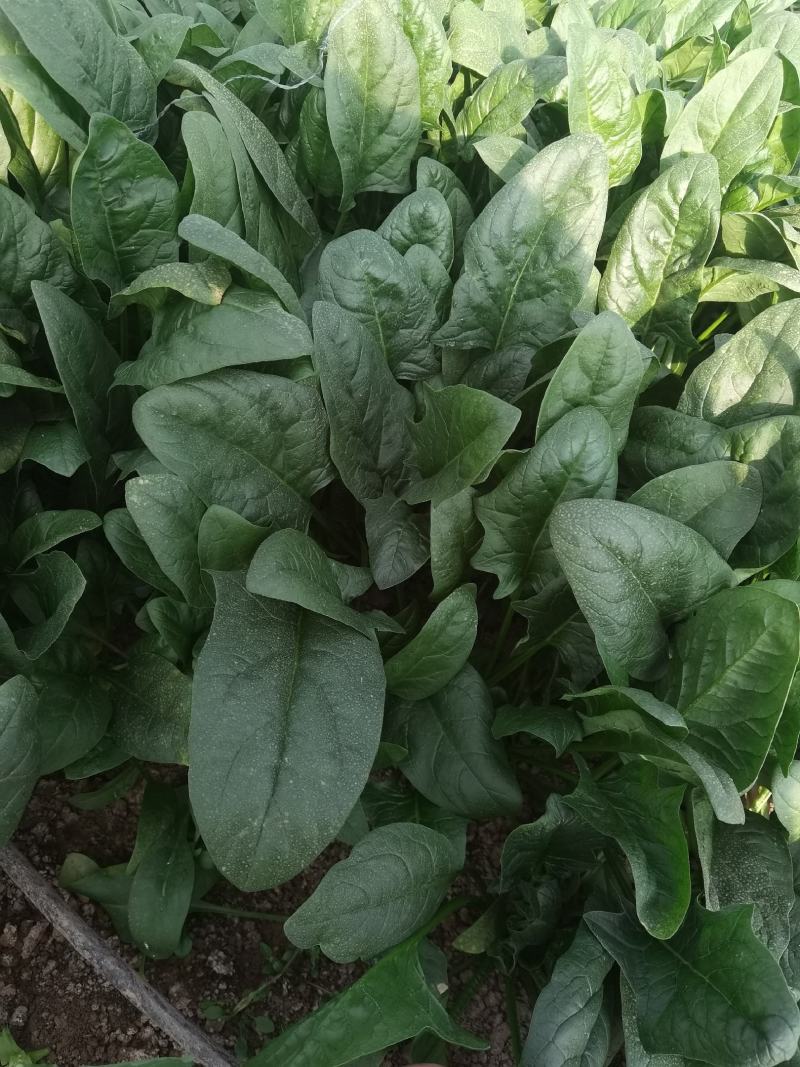 大叶菠菜
