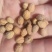 酸枣核