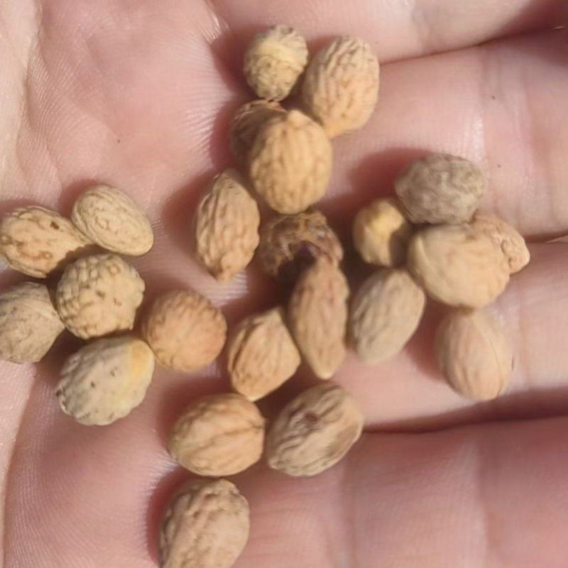 酸枣核