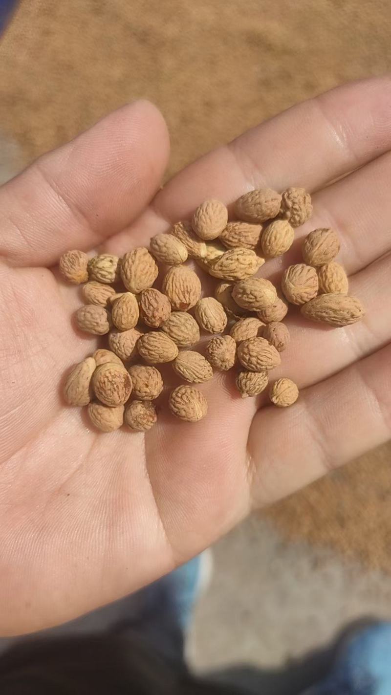 酸枣核