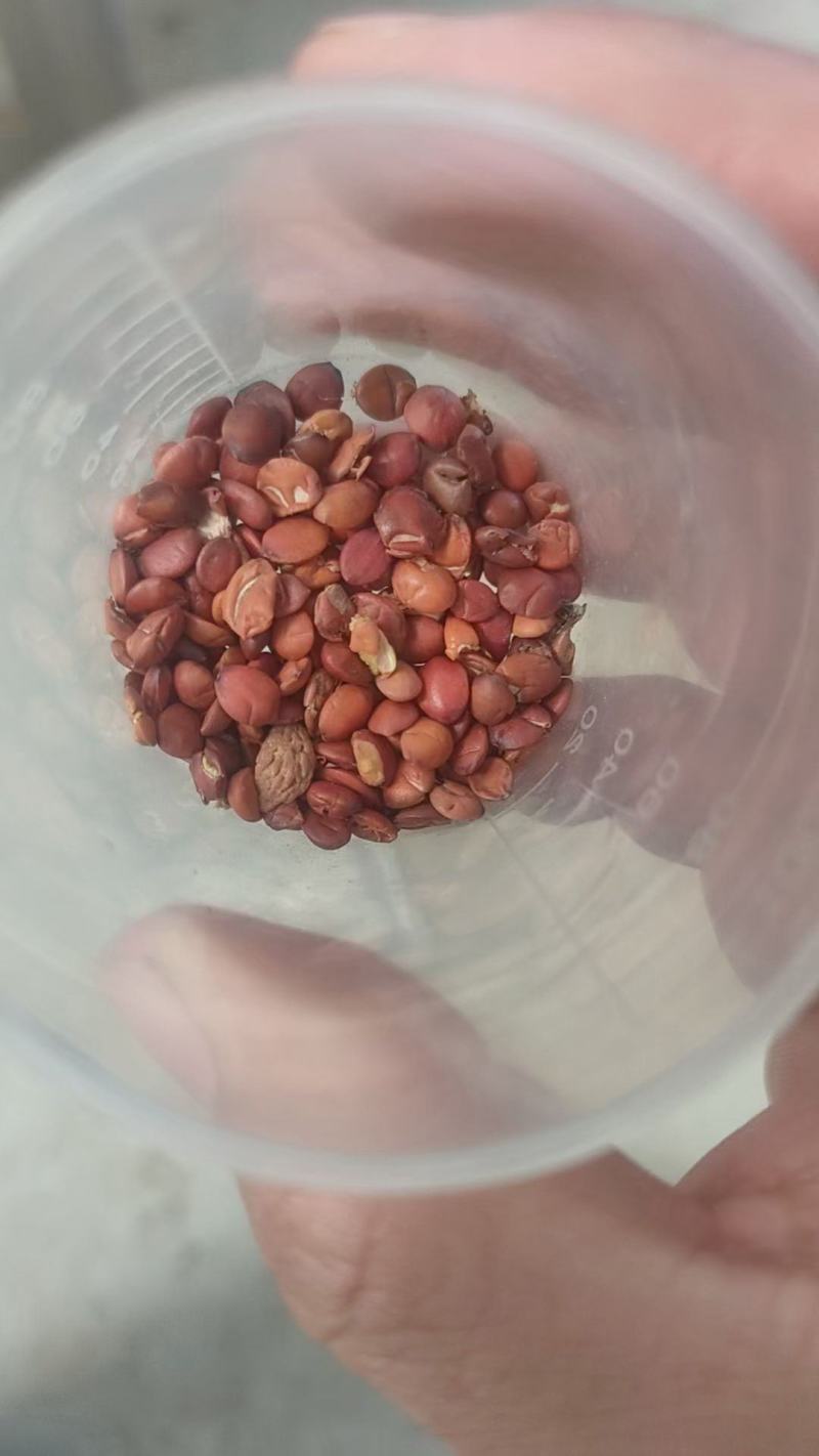 酸枣核