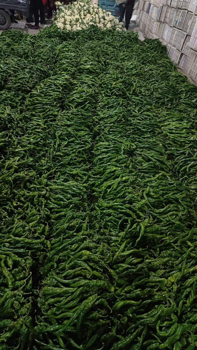 山东螺丝椒新鲜现摘产地直供大量现货支持视频看货