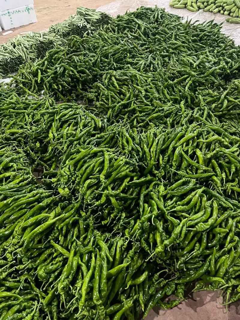 山东螺丝椒新鲜现摘产地直供大量现货支持视频看货