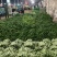 山东螺丝椒新鲜现摘产地直供大量现货支持视频看货