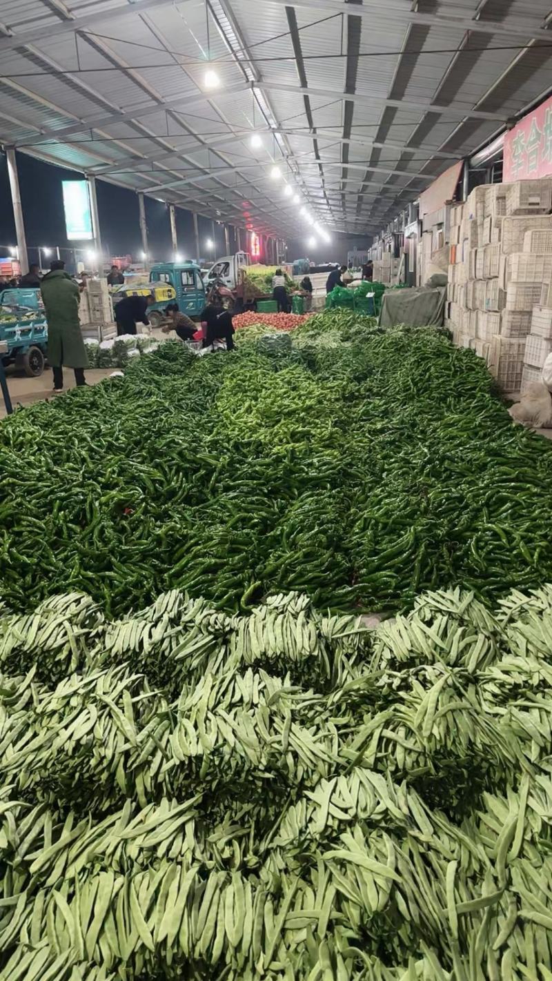 山东螺丝椒新鲜现摘产地直供大量现货支持视频看货